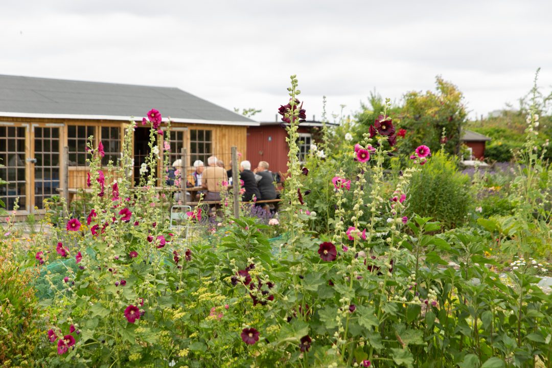 Nyttehave, mennesker, blomster