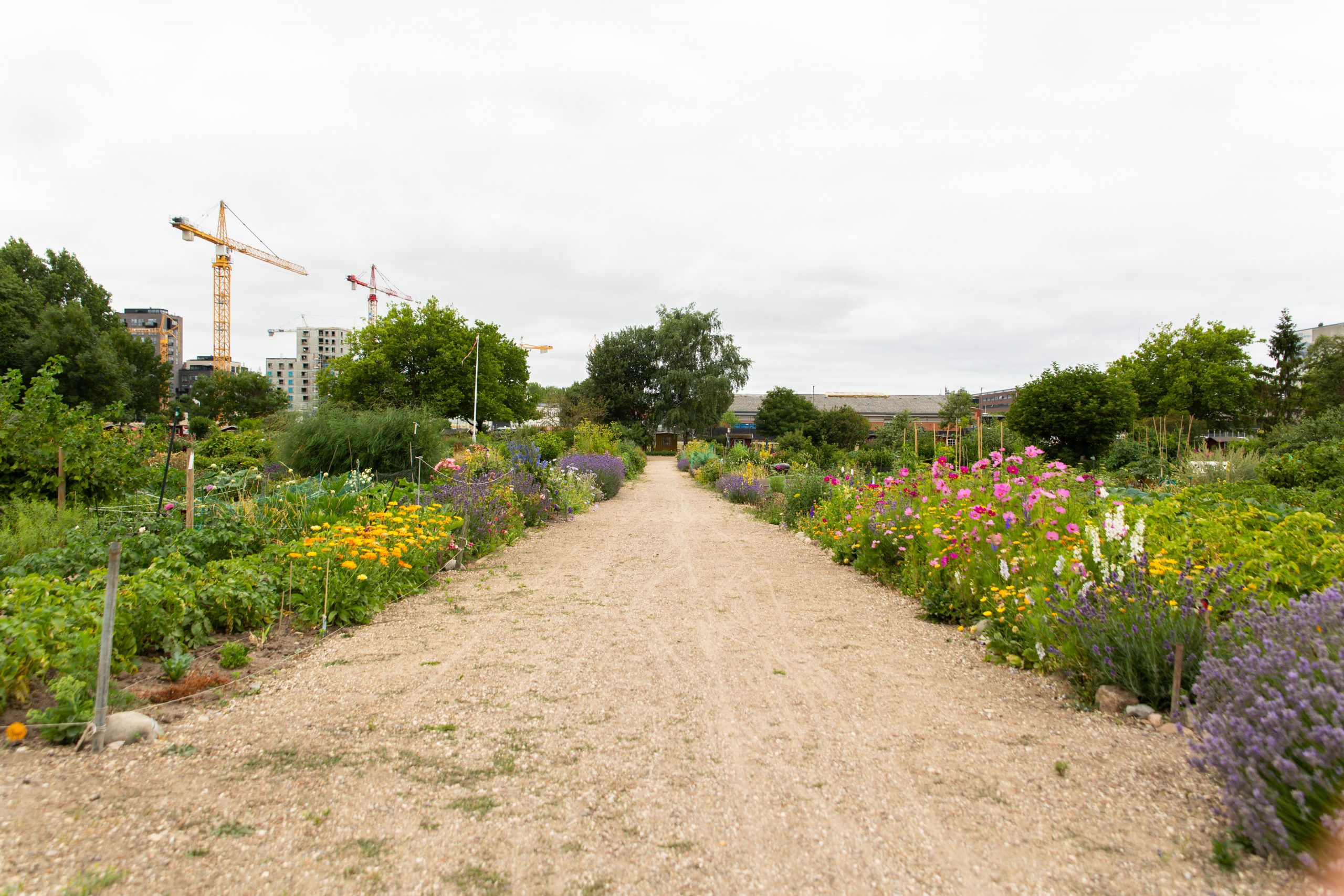 Havegang, blomster, nyttehave