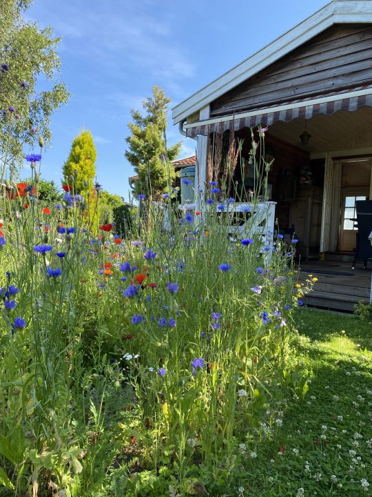 vildt blomsterbed,kolonihave