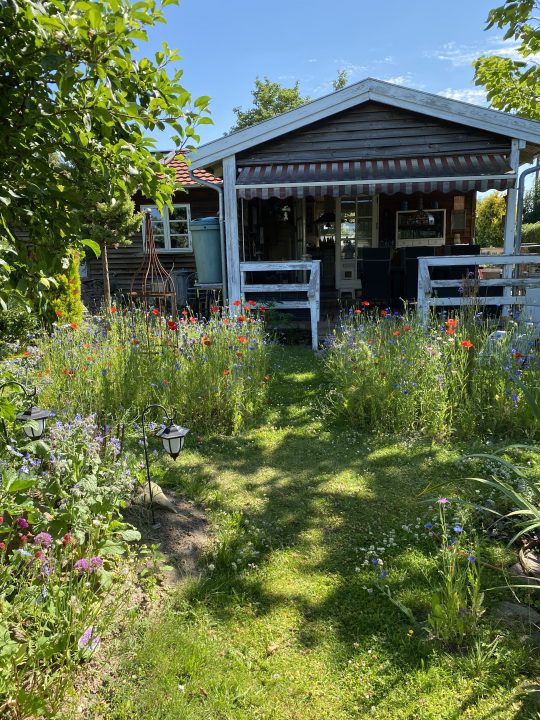 kolonihave,vilde blomster,bed