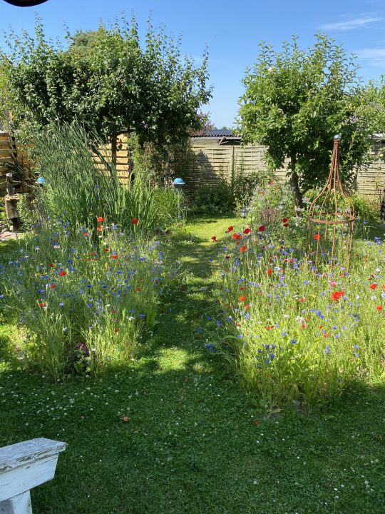 vilde blomster,bed,kolonihave